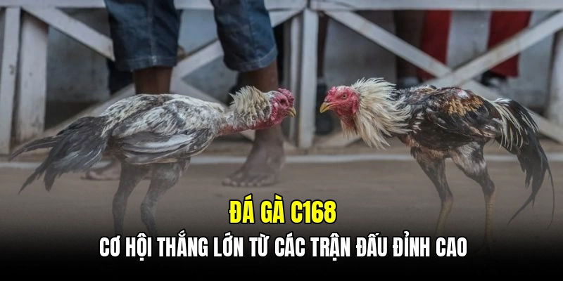 Tổng hợp thắc mắc thường gặp tại đá gà C168